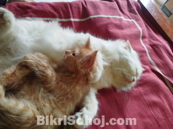Persian Ginger Male Cat